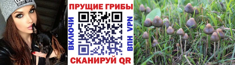 даркнет официальный сайт  Игарка  Псилоцибиновые грибы MAGIC MUSHROOMS 